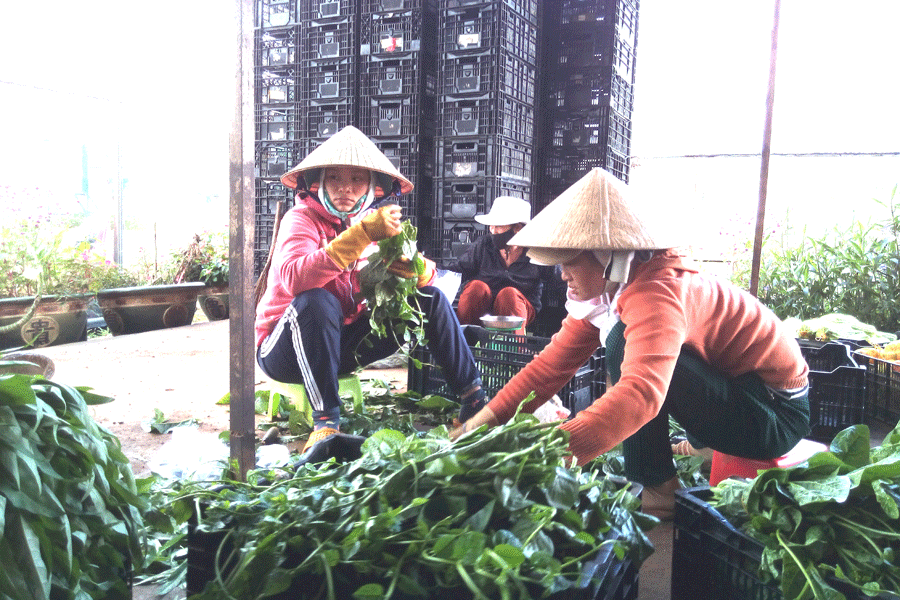 Rau sạch của công ty Hương Đất An Phú hoàn tất khâu gắn thương hiệu cho sản phẩm chuẩn bị xuất ra thị trường. Ảnh M.N