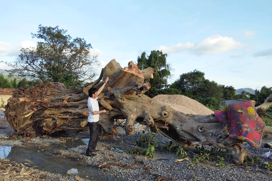 Cây bồ đề đại thụ mua tại làng Nghe lớn (thị trấn Kông Chro) đã vận chuyển ra điểm tập kết chờ tiêu thụ