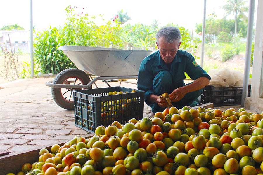 Ông Võ Ngọc Thanh thu hoạch cà chua được sản xuất theo tiêu chuẩn VietGAP. Ảnh: M.N Ông Võ Ngọc Thanh thu hoạch cà chua được sản xuất theo tiêu chuẩn VietGAP. Ảnh: M.N