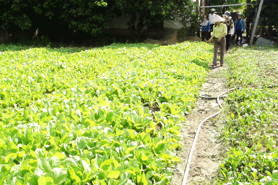 Hội Liên hiệp Phụ nữ huyện Phú Thiện ra mắt mô hình Tổ liên kết sản xuất rau sạch. Ảnh: Q.T