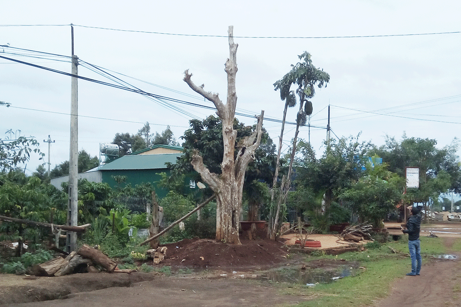 Cây bằng lăng đại thụ 