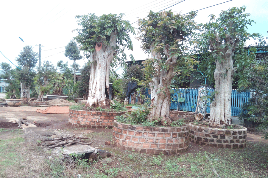 Cần sớm ngăn chặn