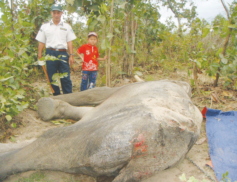 Voi Pak Cú bị hành hạ, xâm hại tàn bạo nên đã chết vào cuối năm 2013. Ảnh: Đ.Đ