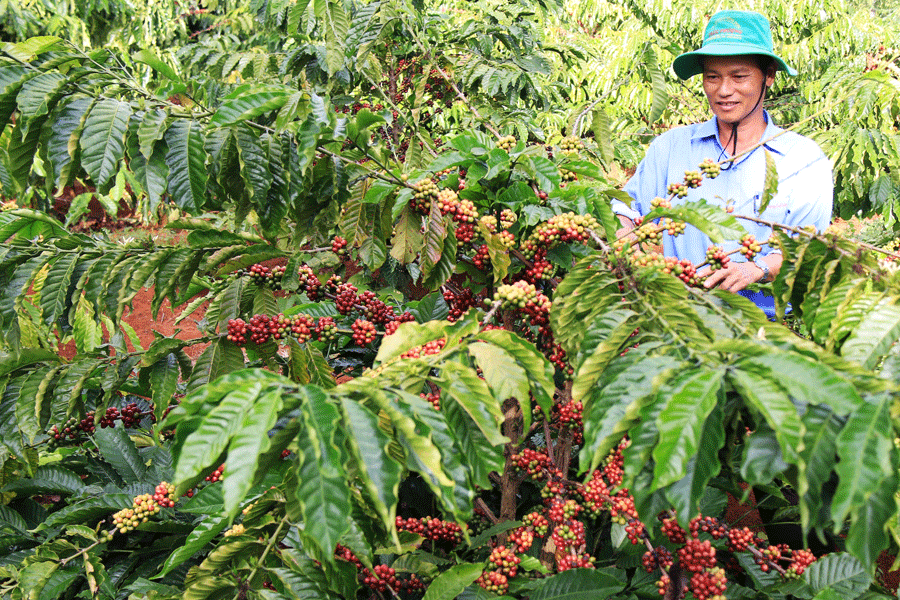 Cà phê Robusta trồng ở Gia Lai có hàm lượng cafein vượt trội (ảnh minh họa).