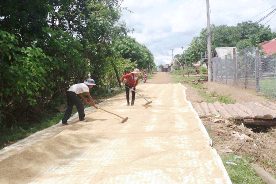 Dù được mùa lúa nhưng nông dân xã Ia Piơr vẫn kém vui vì giá lúa hạ quá thấp. Ảnh: H.T