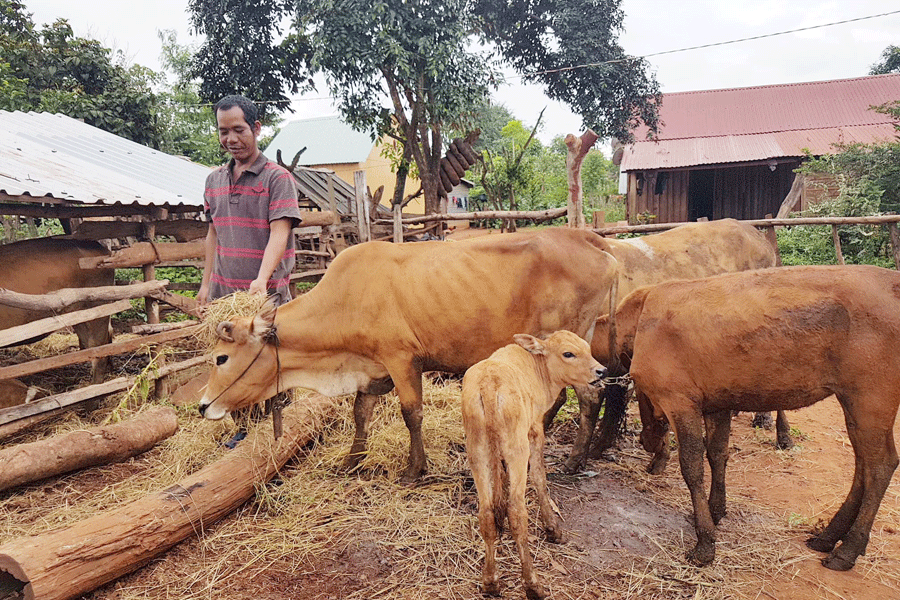Anh Ksor Hôh thoát nghèo nhờ nguồn vốn vay của Ngân hàng Chính sách Xã hội. Ảnh: L.T Anh Ksor Hôh thoát nghèo nhờ nguồn vốn vay của Ngân hàng Chính sách Xã hội. Ảnh: L.T