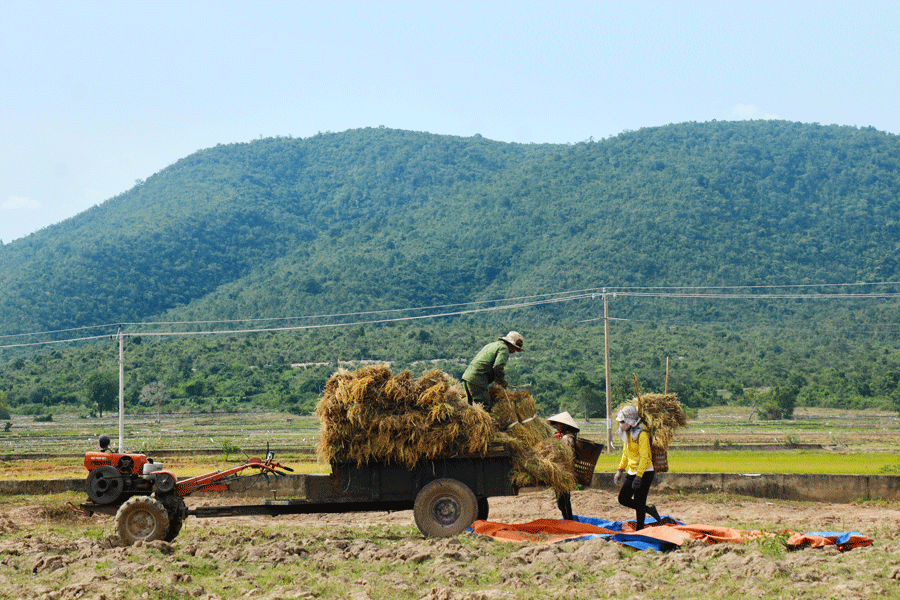 Chỉ vì vướng vào tín dụng đen, không ít gia đình người Bahnar, Jrai rơi vào cảnh khốn cùng khi bị xiết mất bò, lừa mất đất sản xuất. Ảnh: M.T