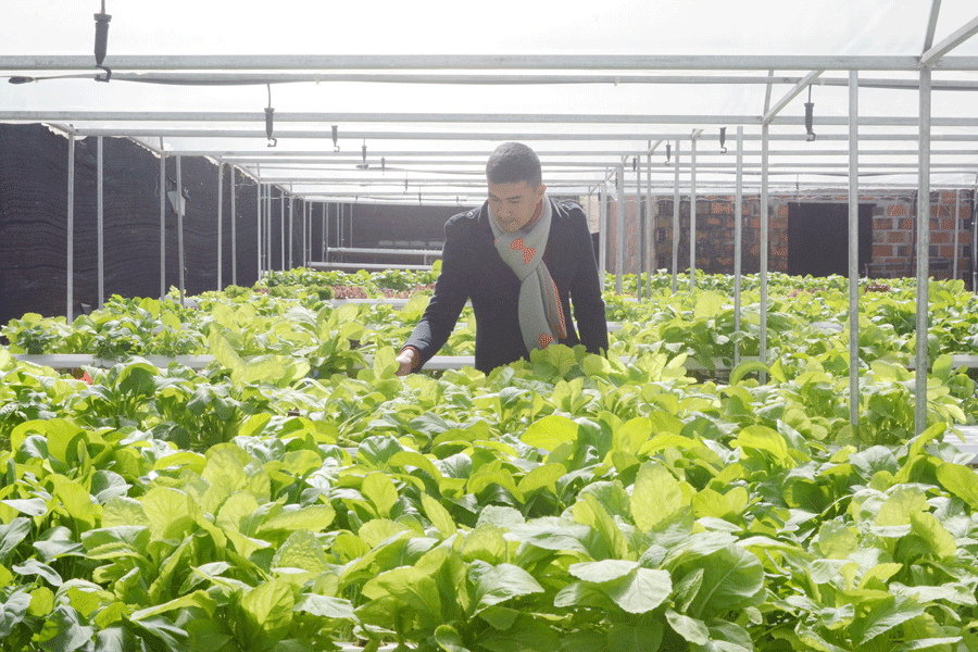 Một vườn rau thủy canh ở TP. Pleiku. Ảnh: M.N