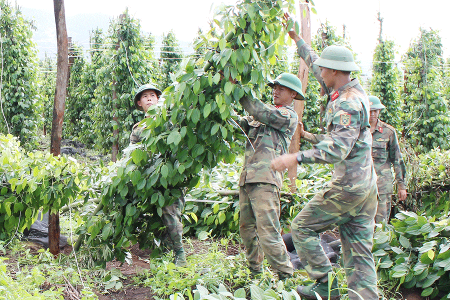 Cán bộ, chiến sĩ Lữ đoàn Pháo binh 40 (Quân đoàn 3) giúp nhân dân xã Kon Chiêng (huyện Mang Yang) dựng lại trụ hồ tiêu bị đổ sau cơn bão số 12. Ảnh: V.D.H