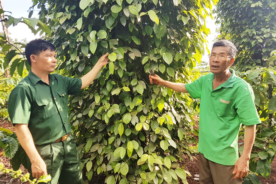 Ông Nguyễn Văn Châu (bên phải) giới thiệu về mô hình trồng hồ tiêu của gia đình. Ảnh: H.T Ông Nguyễn Văn Châu (bên phải) giới thiệu về mô hình trồng hồ tiêu của gia đình. Ảnh: H.T