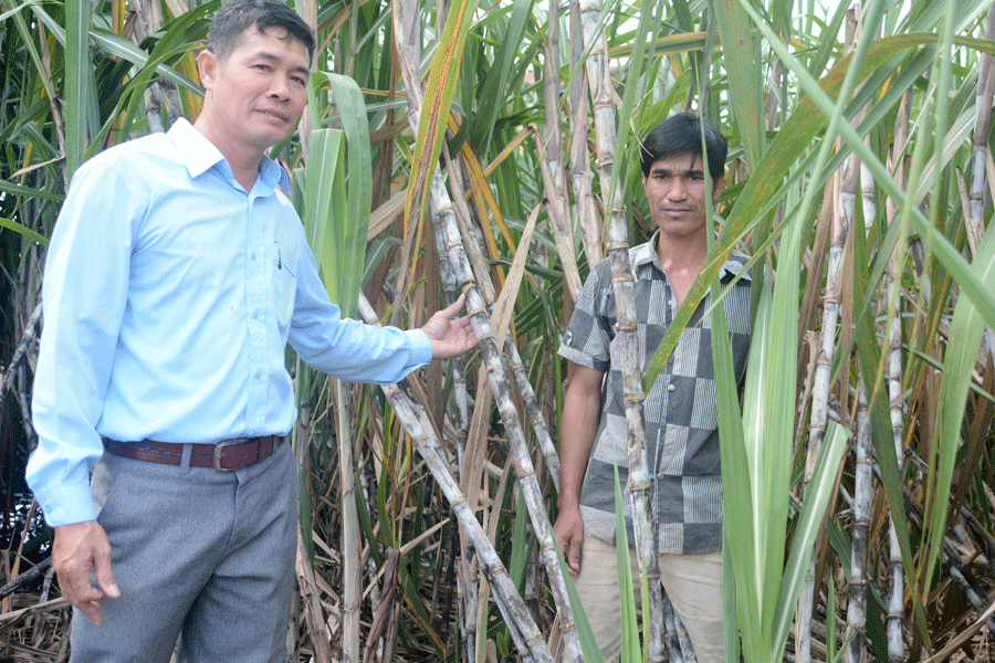 Mô hình cánh đồng mía lớn làng Lợt đã góp phần giúp các hộ đồng bào Bahnar từng bước vươn lên thoát nghèo và làm giàu. Ảnh: M.T