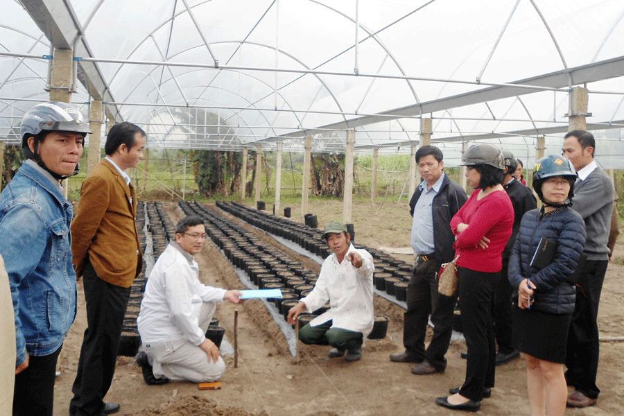 TS. Trần Minh Hải (thứ ba từ trái qua) cùng đoàn đại biểu đi khảo sát và tư vấn trực tiếp cho các hộ trồng hoa ở phường Ngô Mây (thị xã An Khê). Ảnh: N.M