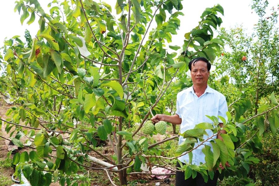 Ông Tất mạnh dạn chuyển đổi đất trồng cao su sang trồng cây ăn trái để tăng thu nhập. Ảnh: H.T Ông Tất mạnh dạn chuyển đổi đất trồng cao su sang trồng cây ăn trái để tăng thu nhập. Ảnh: H.T