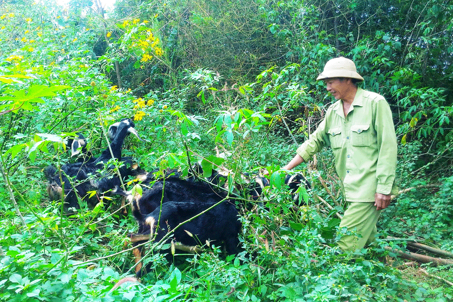 Cựu chiến binh Lê Văn Khẹt chăm sóc đàn dê của gia đình. Ảnh: L.H.H Cựu chiến binh Lê Văn Khẹt chăm sóc đàn dê của gia đình. Ảnh: L.H.H
