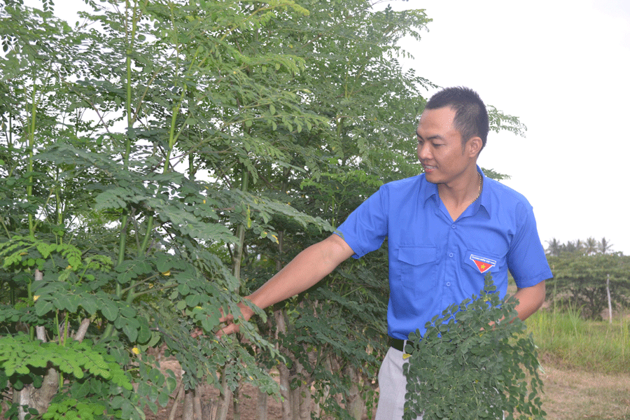 Rau chùm ngây được bón bằng sản phẩm phân hữu cơ sau xử lý trùn quế tại trang trại của Nguyễn Văn Hòa. Ảnh L.H