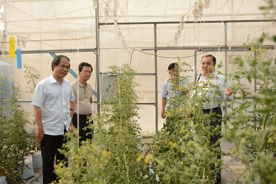 Lãnh đạo tỉnh Gia Lai tham quan mô hình sản xuất cà chua bi. Ảnh: M.T