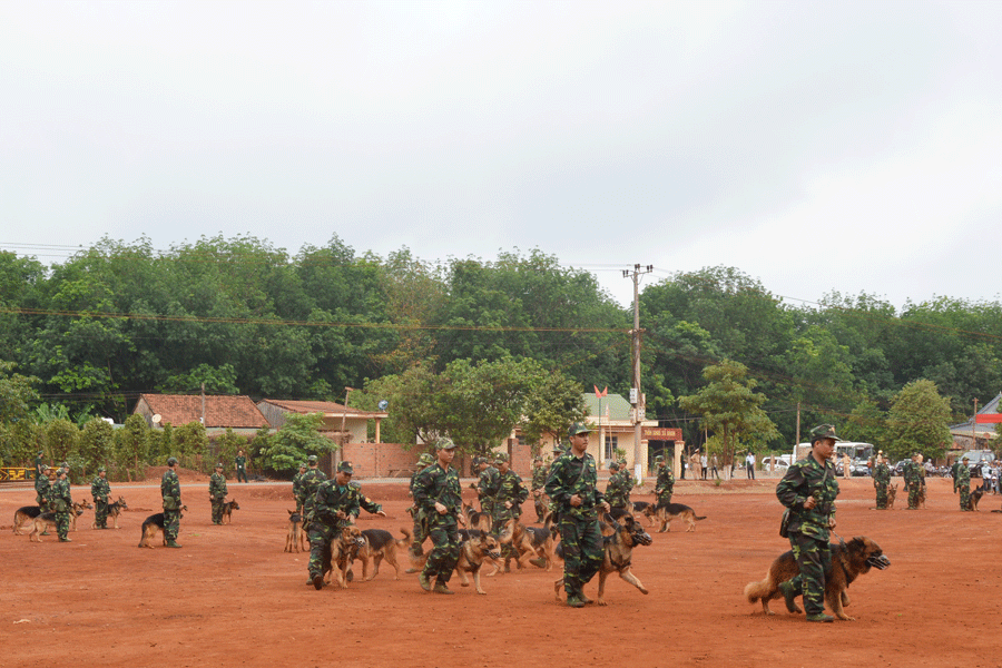 Các chú chó nghiệp vụ tham gia biểu diễn phát hiện ma túy và truy bắt đối tượng. Ảnh: A.H Các chú chó nghiệp vụ tham gia biểu diễn phát hiện ma túy và truy bắt đối tượng. Ảnh: A.H