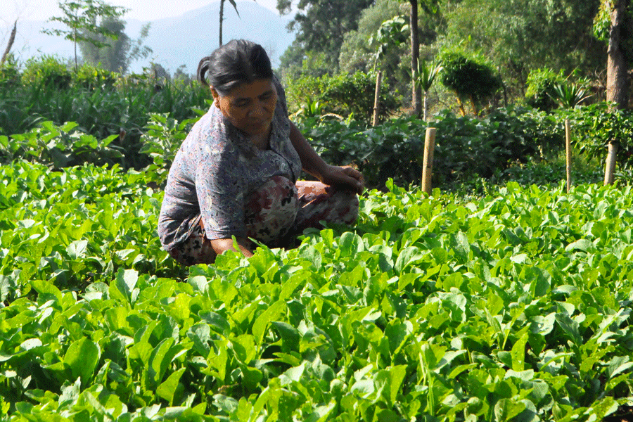 Người dân phấn khởi yên tâm lao động, sản xuất. Ảnh: Trần Dung Người dân phấn khởi yên tâm lao động, sản xuất. Ảnh: Trần Dung