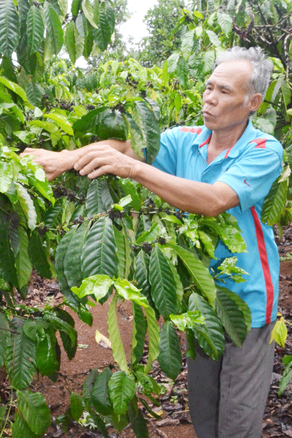Người cựu chiến binh cắm cờ giải phóng trên nóc Tòa Hành chính Pleiku chăm sóc vườn cà phê. Ảnh: V.H