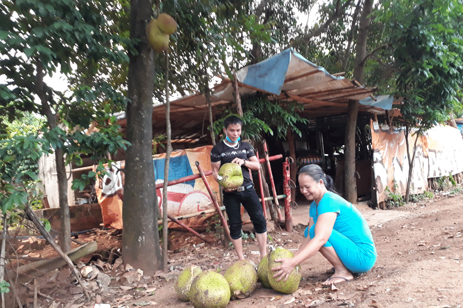 Thương lái đang thu gom mít để chuyển về các tỉnh khác. Ảnh: N.T Thương lái đang thu gom mít để chuyển về các tỉnh khác. Ảnh: N.T