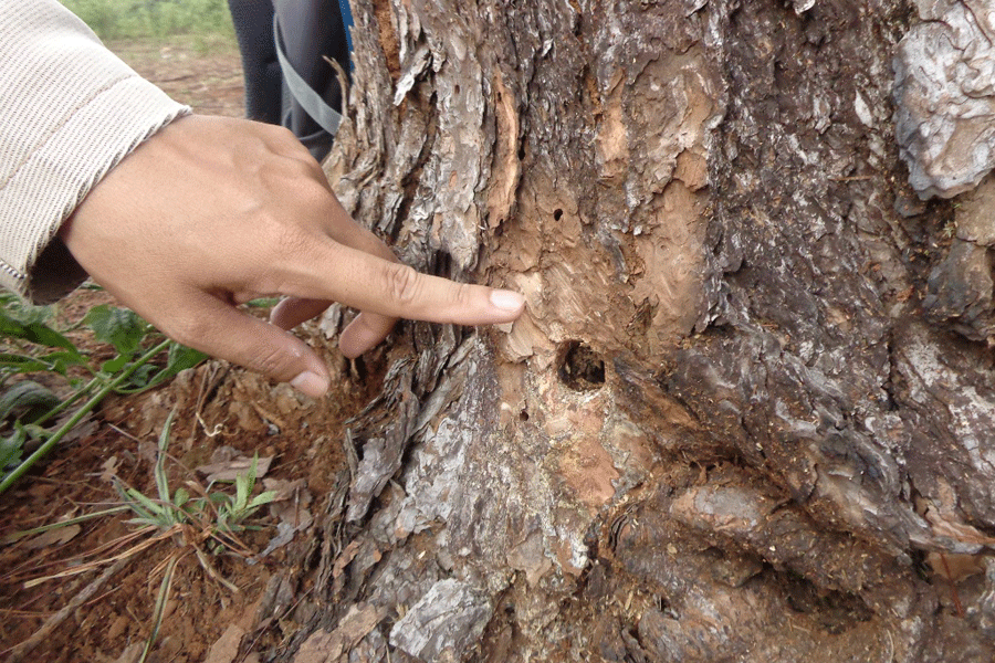 Dưới thân cây bị khoét lỗ. Ảnh: M.N