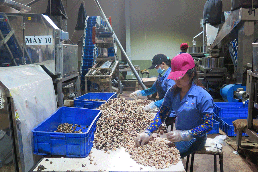Phân loại nhân điều ở một công ty chế biến điều xuất khẩu ở thị xã Phước Long (Bình Phước). Ảnh: H.L Phân loại nhân điều ở một công ty chế biến điều xuất khẩu ở thị xã Phước Long (Bình Phước). Ảnh: H.L