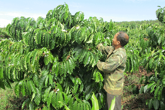 Cây cà phê xanh tốt được ông Nguyễn Đình Đoan (thôn Sung Tung, xã Ia Kla, huyện Đức Cơ, Gia Lai) trồng từ giống mua tại Viện Ea Kmat - một trong những địa chỉ cung cấp cây giống uy tín hàng đầu. Ảnh: Lê Hòa