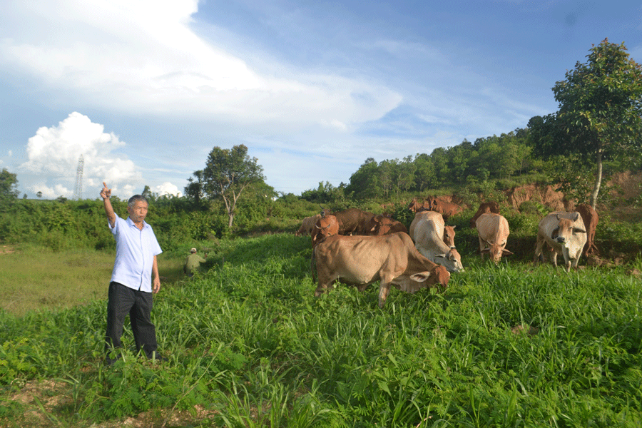 Ông Lê Quang Vịnh giới thiệu về giống cỏ mới. Ảnh: L.L Ông Lê Quang Vịnh giới thiệu về giống cỏ mới. Ảnh: L.L