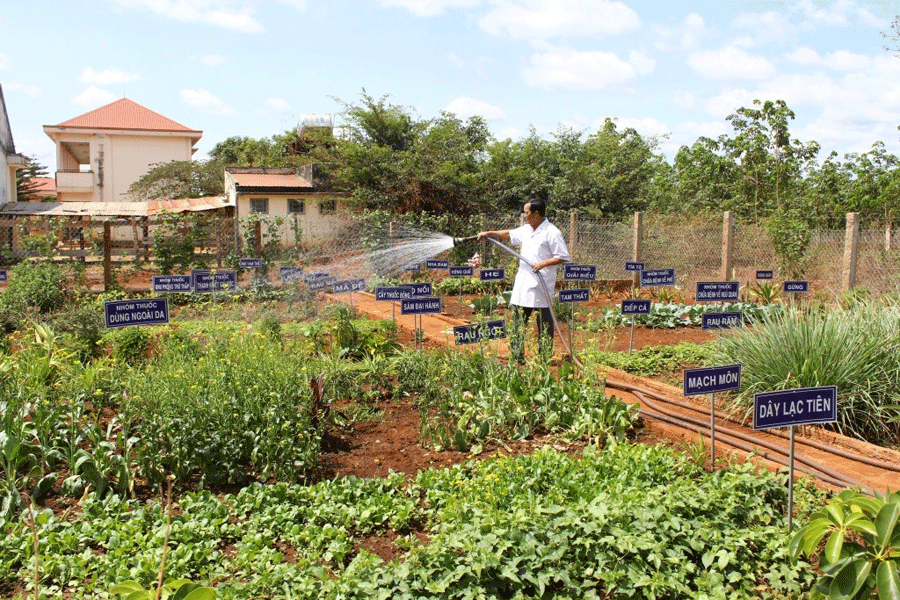 Vườn thuốc Nam của Trạm Y tế xã Ia Boòng. Ảnh: N.T