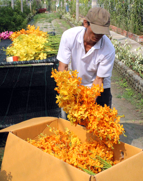 Tại nhà vườn, hoa được thương lái đến thu mua và vận chuyển từ sáng sớm.