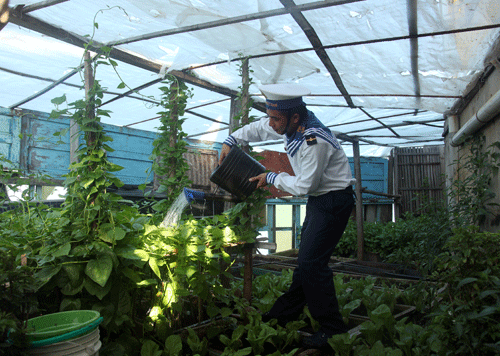 Vườn rau tại đảo Đá Lớn C xanh tốt, với chủng loại rau phong phú. Vườn rau tại đảo Đá Lớn C xanh tốt, với chủng loại rau phong phú.