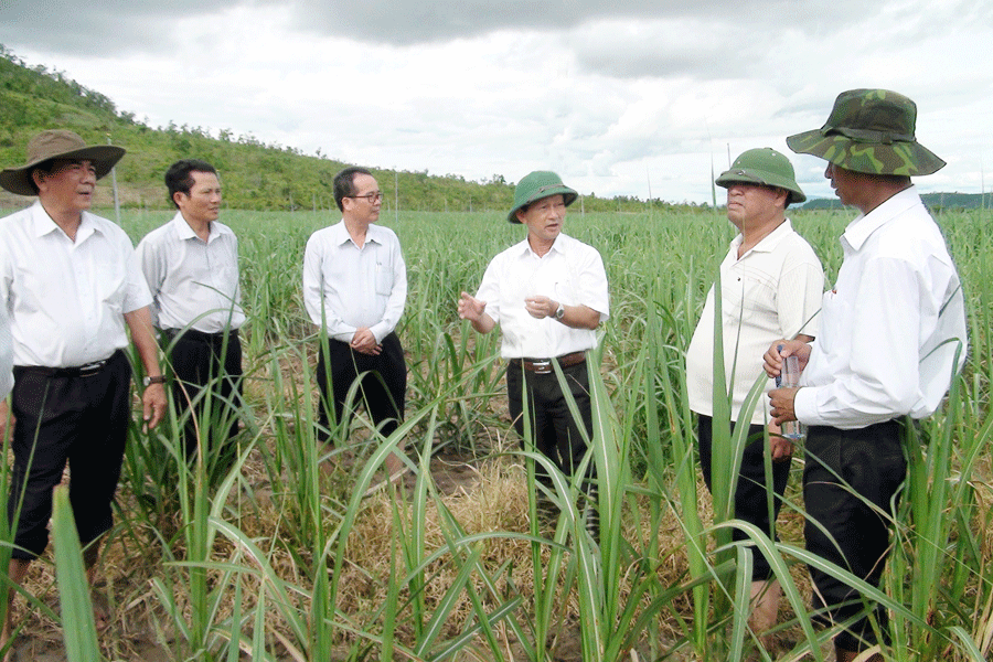 Bí thư Tỉnh ủy Dương Văn Trang cùng đoàn công tác tham quan cánh đồng mía lớn tại xã Chư A Thai, huyện Phú Thiện. Ảnh: Đ.P Bí thư Tỉnh ủy Dương Văn Trang cùng đoàn công tác tham quan cánh đồng mía lớn tại xã Chư A Thai, huyện Phú Thiện. Ảnh: Đ.P