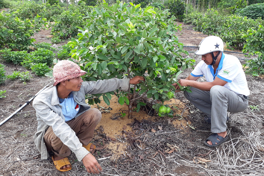 Vườn ổi hơn 1.000 cây của nhà anh Đắc cho năng suất cao. Ảnh: N.T