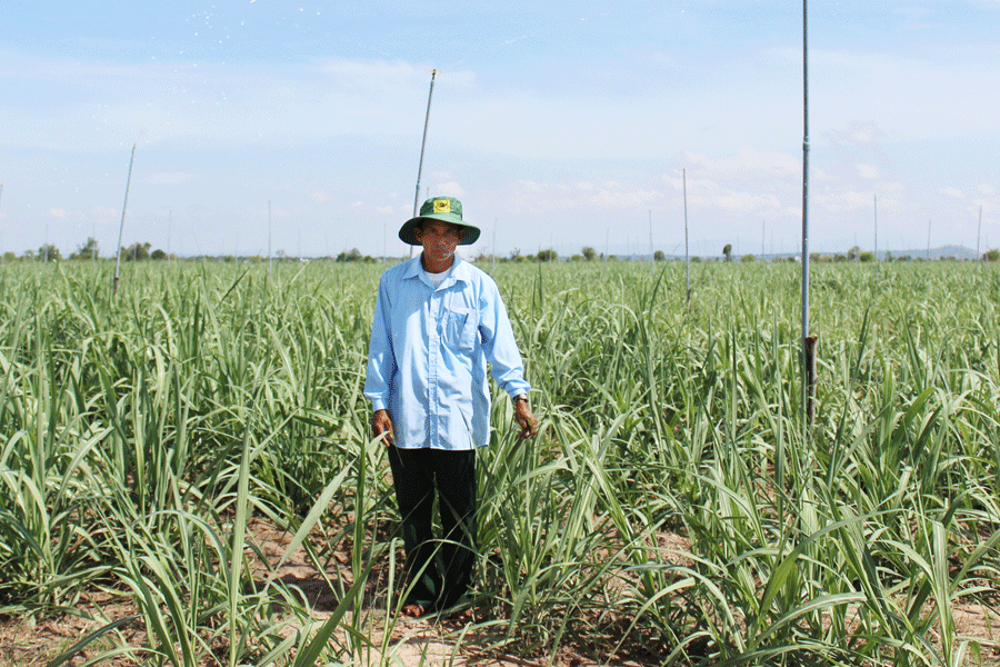 Ông Rơ Ô Kứ bên cánh đồng mía của nhóm. Ảnh: N.D