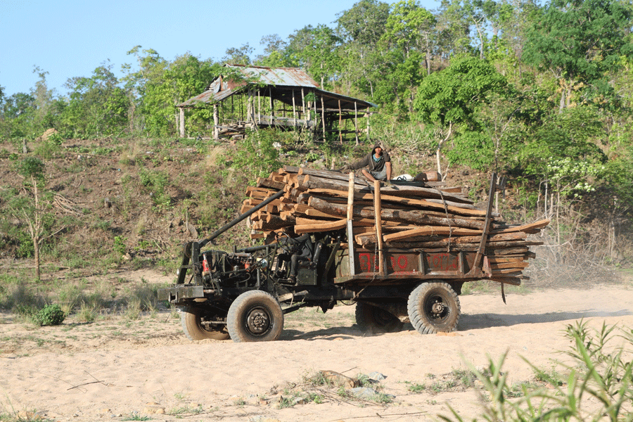 Xe công nông độ chở gỗ làm trụ tiêu từ rừng ra chuẩn bị vượt sông Tul. Ảnh: V.N Xe công nông độ chở gỗ làm trụ tiêu từ rừng ra chuẩn bị vượt sông Tul. Ảnh: V.N