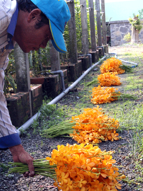 Với công sức và tâm huyết, đất cằn nở hoa không phụ lòng người.