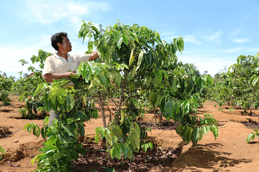 Anh Bun kiểm tra vườn cà phê của gia đình. Ảnh: H.T Anh Bun kiểm tra vườn cà phê của gia đình. Ảnh: H.T