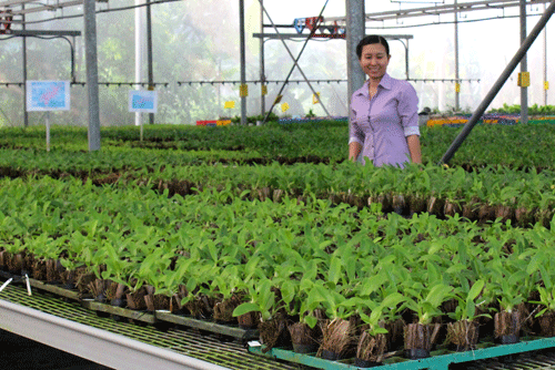Từ các vườn ươm cấy mô và tạo giống, lan được đưa ra vườn chăm sóc, theo dõi.