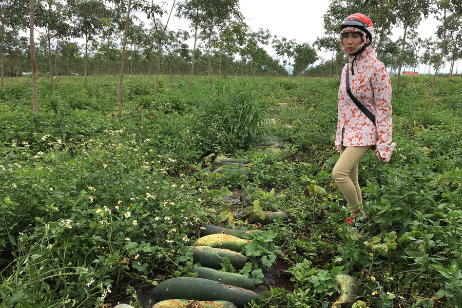 Hàng trăm tấn bí đao nằm phơi ngoài ruộng vì không có ai thu mua. Ảnh: P.L Hàng trăm tấn bí đao nằm phơi ngoài ruộng vì không có ai thu mua. Ảnh: P.L