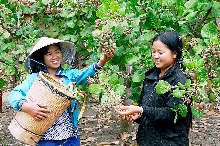 Cây điều giúp người dân xóa đói giảm nghèo. Ảnh: Đức Thụy Cây điều giúp người dân xóa đói giảm nghèo. Ảnh: Đức Thụy