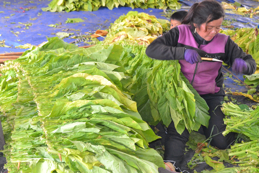 Người dân thu hoạch thuốc lá. Ảnh: G.H Người dân thu hoạch thuốc lá. Ảnh: G.H