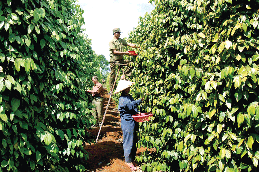 Hồ tiêu là cây trồng thế mạnh của huyện Chư Pưh. Ảnh: Đ.T