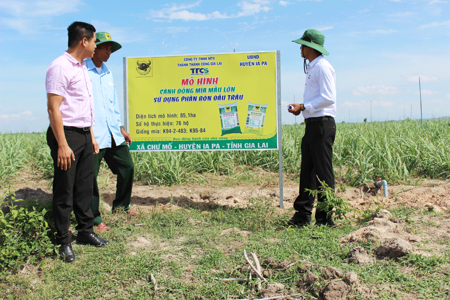 Mô hình cánh đồng mía lớn tại xã Chư Mố. Ảnh: N.D Mô hình cánh đồng mía lớn tại xã Chư Mố. Ảnh: N.D