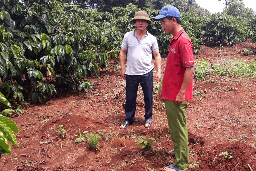 Nhiều hộ công nhân bất bình vì phải nhổ cà phê để trồng sầu riêng nhưng không được giảm sản lượng giao khoán. Ảnh: N.T