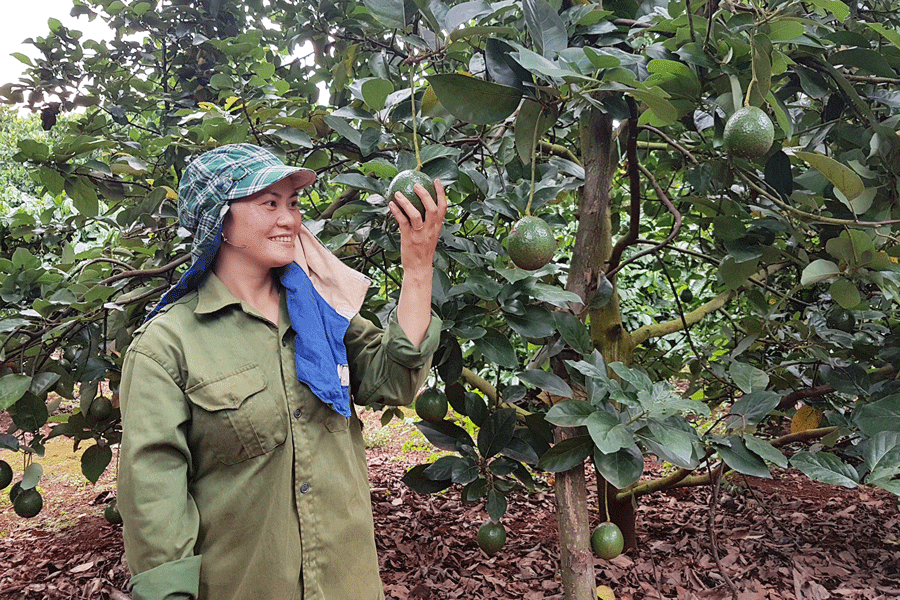 Gia đình chị Vũ Thị Thúy thu nhập trên 200 triệu đồng mỗi năm nhờ trồng bơ booth. Ảnh: L.T