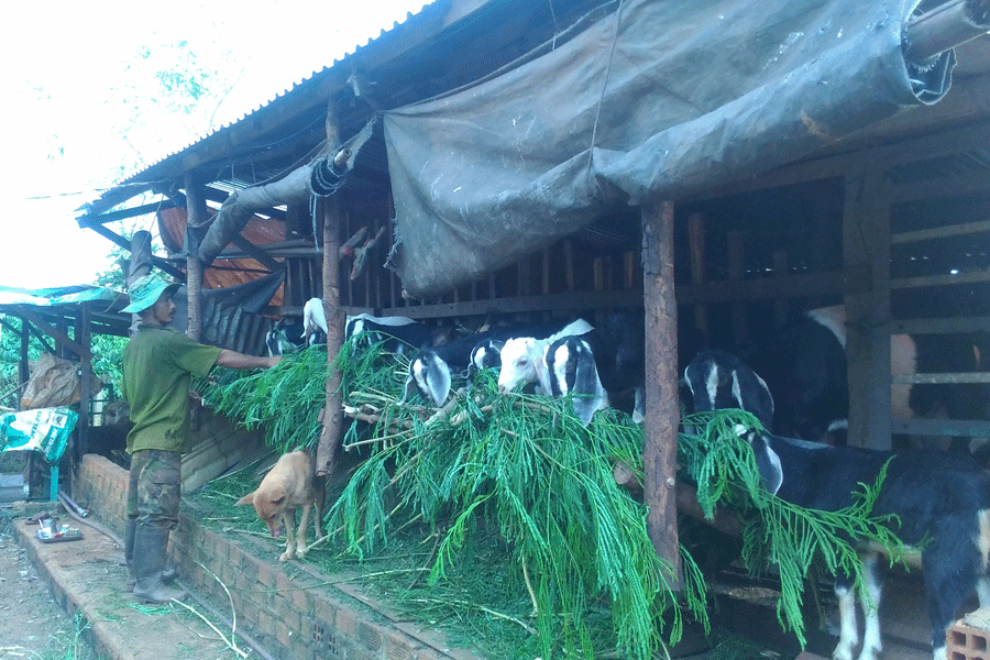 Anh Nguyễn Ngọc Hiền chăm sóc đàn dê của gia đình. Ảnh: H.H