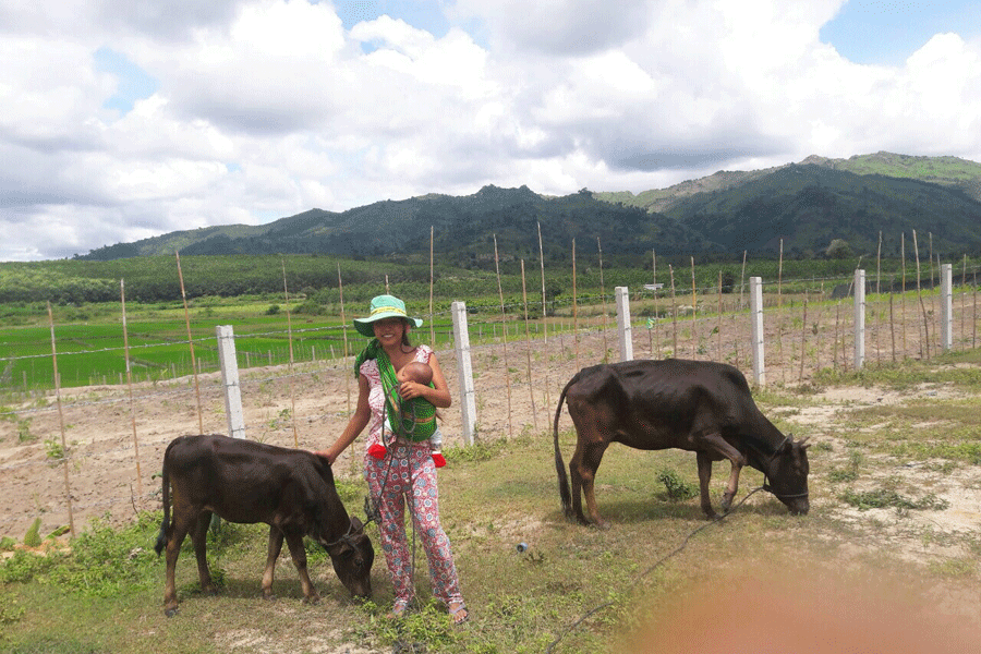Chị Yung (làng Cụm, xã Đak Tơ Ve) chăm sóc bò được hỗ trợ. Ảnh: T.V Chị Yung (làng Cụm, xã Đak Tơ Ve) chăm sóc bò được hỗ trợ. Ảnh: T.V