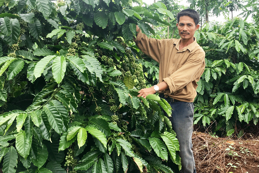 Anh Phương bên vườn cà phê trĩu quả nhờ sử dụng phân sinh học. Ảnh: H.D