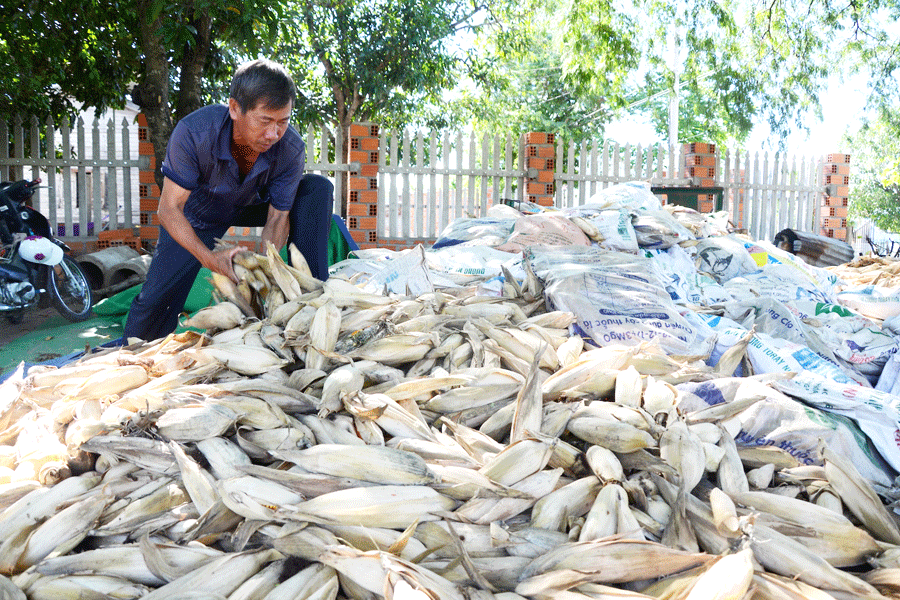 Giá thấp nên ông Lê Văn Quý (thôn Tân Lập, xã Ia Rtô, thị xã Ayun Pa) chưa bán được đống bắp gần 7 tấn của gia đình. Ảnh: Đ.P