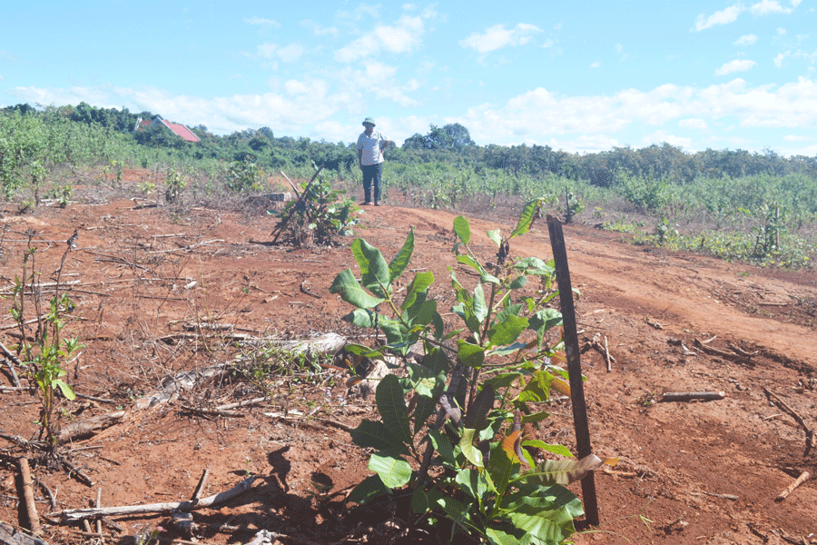 Người dân xã Ia O (huyện Ia Grai) chặt cao su để trồng điều. Ảnh: L.N